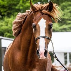 Arabisk fuldblod (OX) Marco APN - 2014-2017*