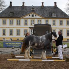 Irish Cob Pepper Van Irish Cob Holland 2 præmium