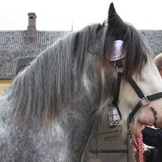 Irish Cob Pepper Van Irish Cob Holland 2 præmium