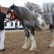 Irish Cob Pepper Van Irish Cob Holland 2 præmium
