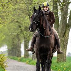 Anden særlig race Sir Lancelot Soleil