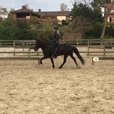 Islænder Kolka  fra Vinkærgård