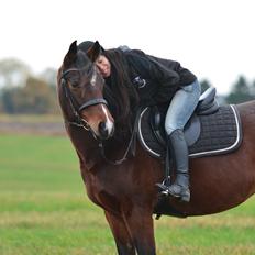 Pinto Araber Højgårds Quesada