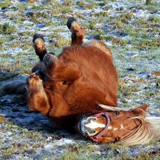 Anden særlig race Minnie
