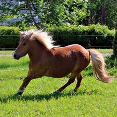 Anden særlig race Minnie