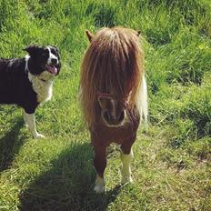 Shetlænder  | Mason's Max 