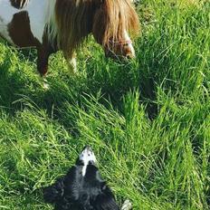 Shetlænder  | Mason's Max 