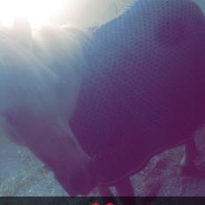 Welsh Mountain (sec A) (Rip) Tarzan (Leo)