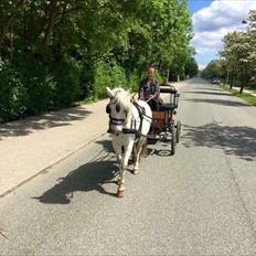 Welsh Mountain (sec A) (Rip) Tarzan (Leo)