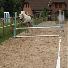 Welsh Mountain (sec A) (Rip) Tarzan (Leo)