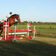 Dansk Varmblod Just Ask