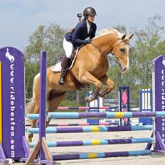 Palomino Kjærgaards Golden Champ