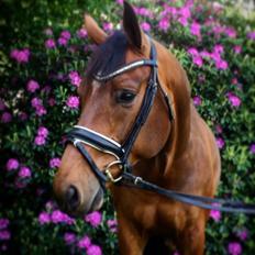 Dansk Varmblod Gørklintgårds Sandor