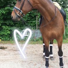 Dansk Varmblod Gørklintgårds Sandor