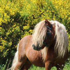 Dansk Miniature Mr. Swing King