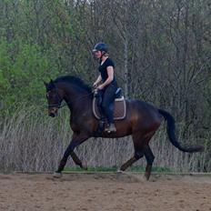 Dansk Varmblod Wanessa