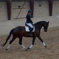 Dansk Varmblod Wanessa