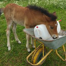 Islænder Saga fra Eggeslevmagle solgt