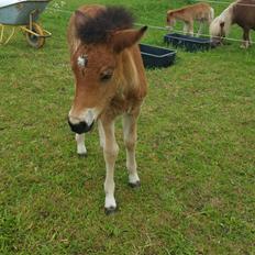 Islænder Saga fra Eggeslevmagle solgt