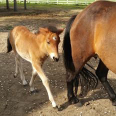 Islænder Saga fra Eggeslevmagle solgt