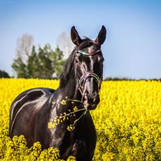 Dansk Varmblod Fruerlundens Rosita