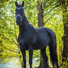 Dansk Varmblod Fruerlundens Rosita