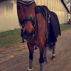 Dansk Varmblod Bøgensmindes Ikaros