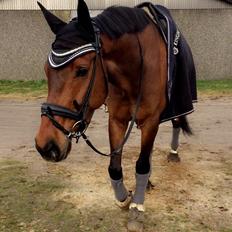 Dansk Varmblod Bøgensmindes Ikaros