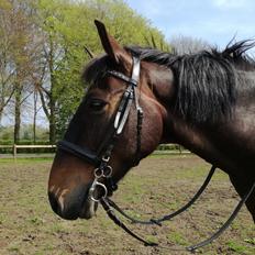 Anden særlig race Berlioz