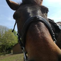 Anden særlig race Berlioz