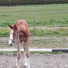 Palomino Højagers Cinderella