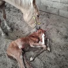 Palomino Højagers Cinderella