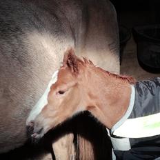 Palomino Højagers Cinderella