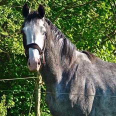 Dansk Varmblod Rosenlunds St. Tropez *solgt*