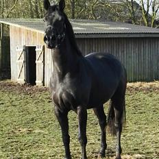 Dansk Varmblod Hejbøls Unik 