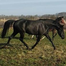 Dansk Varmblod Hejbøls Unik 