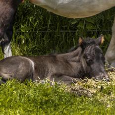 Shetlænder Stratensmindes Made by a Warrior