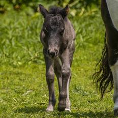 Shetlænder Stratensmindes Made by a Warrior