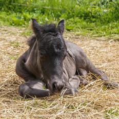 Shetlænder Stratensmindes Made by a Warrior