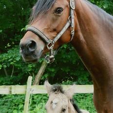 DSP Bjerring's princess