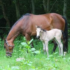 DSP Bjerring's princess