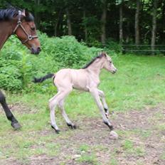 DSP Bjerring's princess