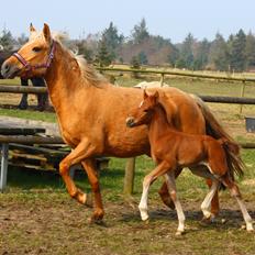 New Forest Calandias Challenger