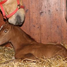 New Forest Calandias Challenger