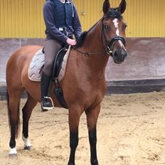 Dansk Varmblod Bjerresmindes Fiona