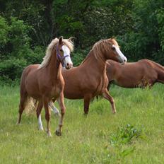 Welsh Pony af Cob-type (sec C) Rosengårdens Nadina