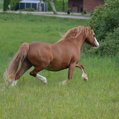 Welsh Pony af Cob-type (sec C) Rosengårdens Nadina