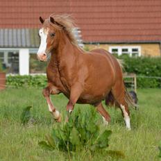 Welsh Pony af Cob-type (sec C) Rosengårdens Nadina