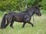 Fell pony Strandgaardens Black Jack - Jack sommer 2016