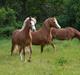 Welsh Pony af Cob-type (sec C) Rosengårdens Nadina